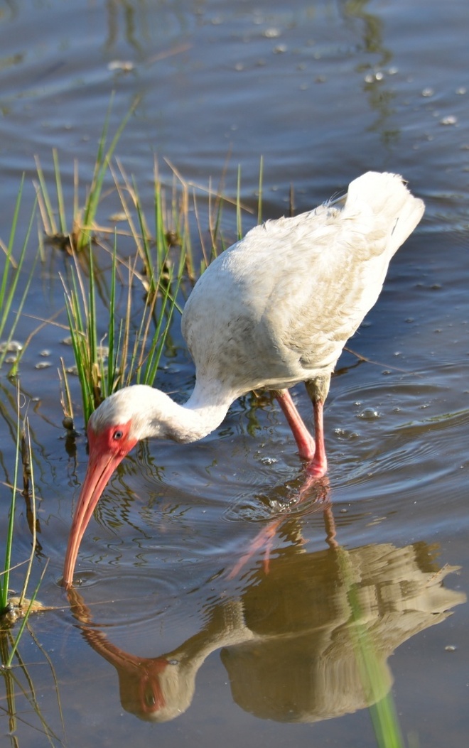 American White Ibis  / Ibis biały