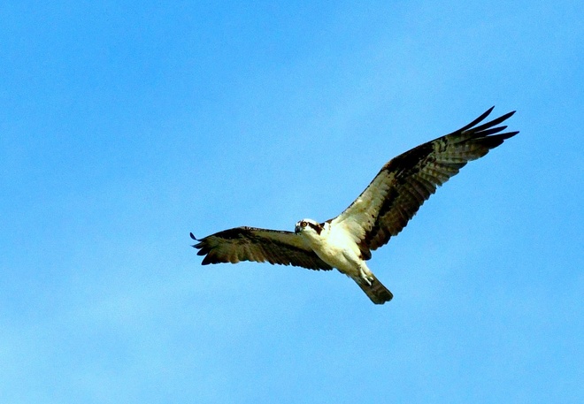 OSPREY  / Ryboł&oacute;w zwyczajny