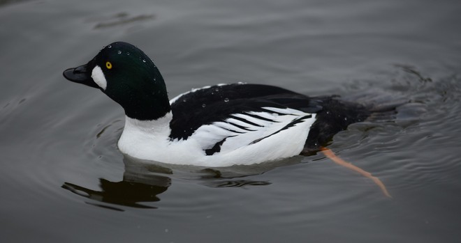 Gągoł (goldeneye)