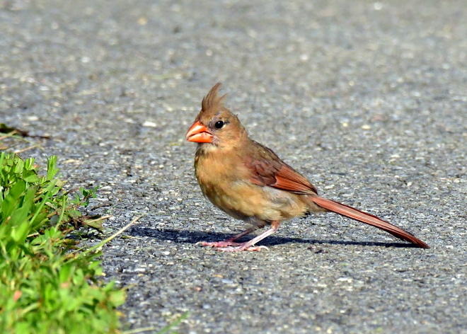 Northern  Cardinal - Ona (3)