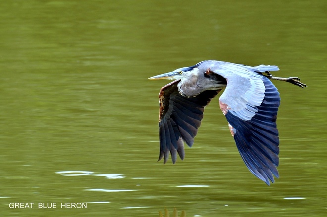 Czapla modra  / Great Blue Heron