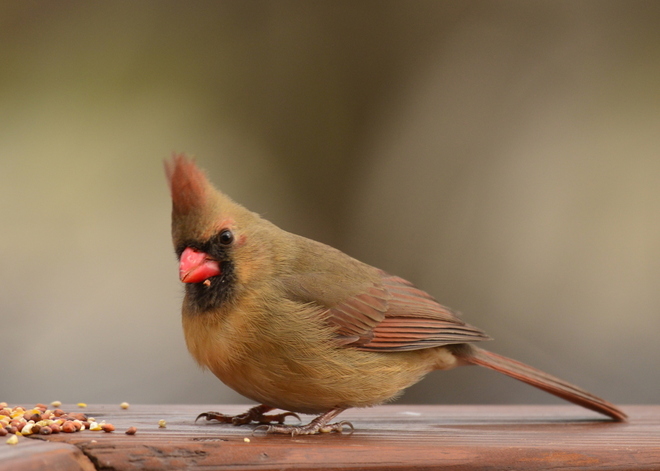 Cardinal-female (2)