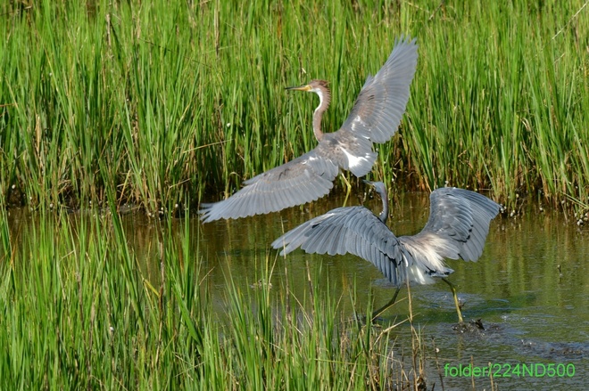 EGRETTA TRICOLOR  juvenile and  adult