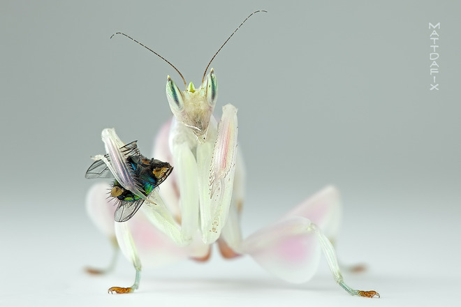 orchid mantis