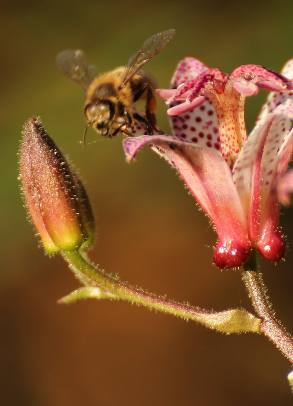 Kwiatek z pszcz&oacute;łką