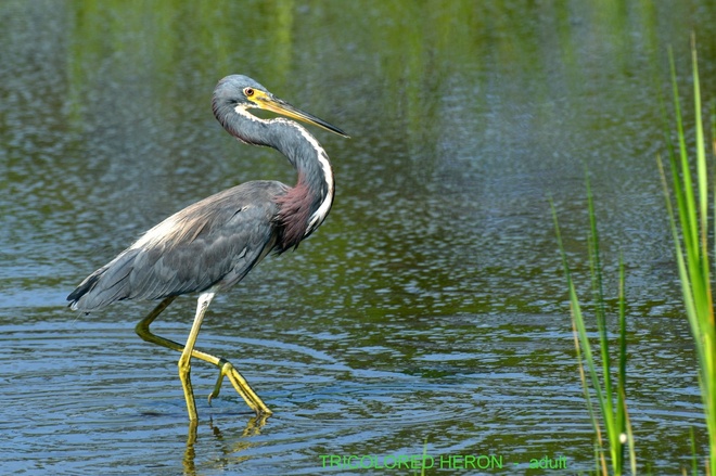 TRICOLORED  HERON - adult