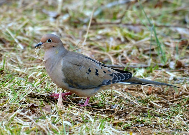 MOURNING DOVE / Golebiak karolinski