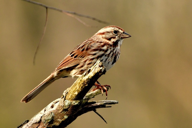 Song  Sparrow  /  Pasowka spiewna