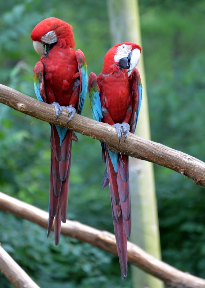 ECLECTUS PARROT