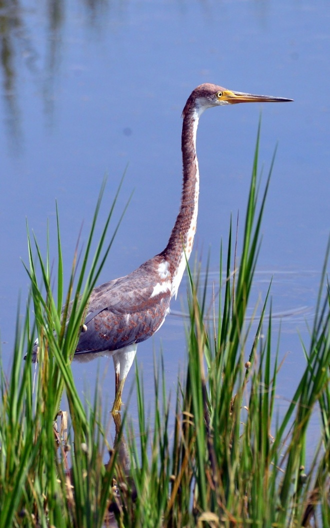 Tricolored heron - juvenile