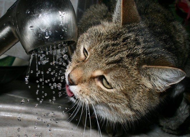 kot, kt&oacute;ry pije wodę w kulkach