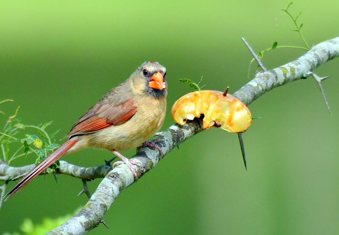 NORTHERN CARDINAL FEMALE