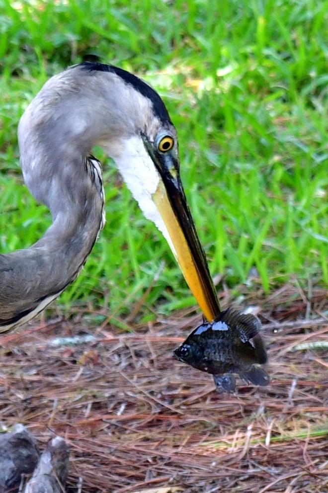 GREAT BLUE HERON / Czapla modra