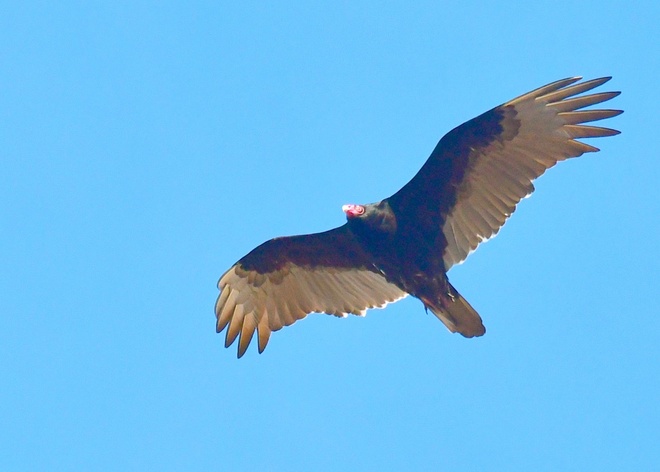 TURKEY VULTURE / SEPNIK  ROZOWOGLOWY