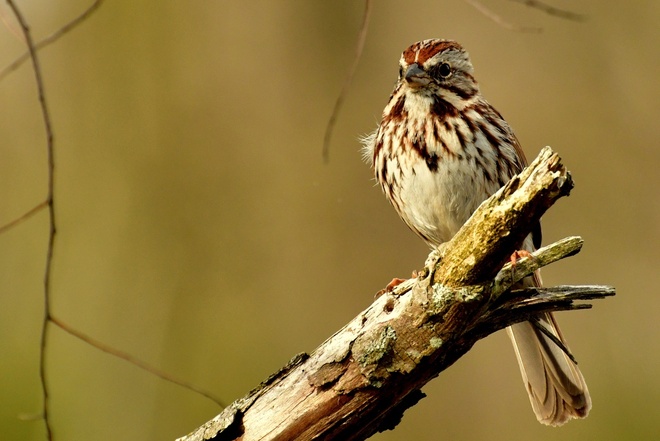 Song  Sparrow  /  Pasowka spiewna