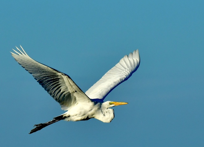 ARDEA  ALBA  EGRETTA