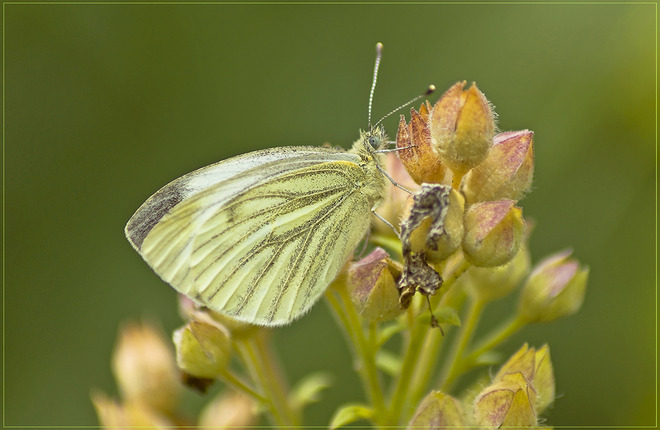 Motyl 