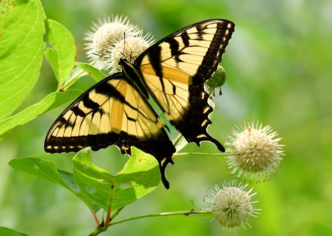  Papilio Glaucus - male