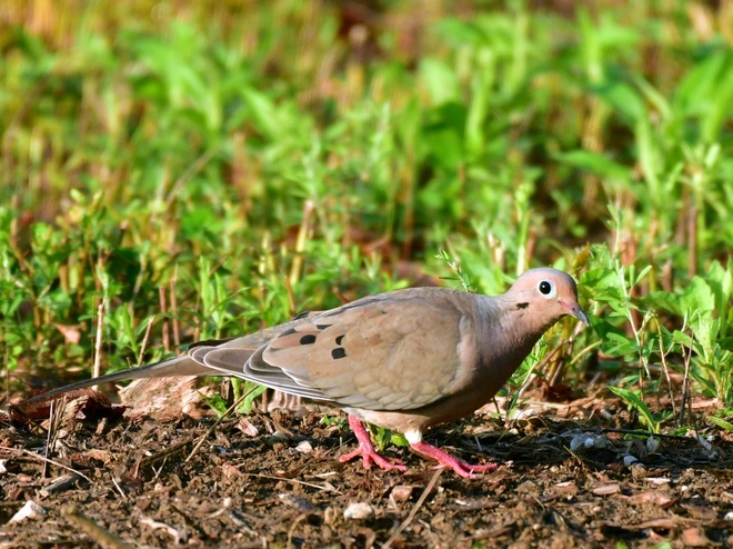 MOURNING DOVE /Gołębiak  karoliński