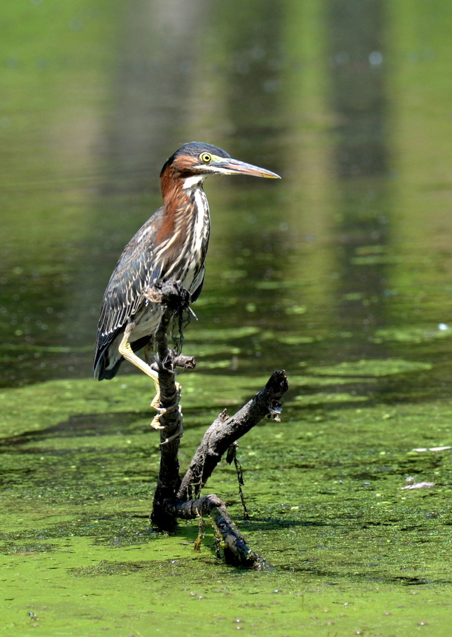 Green Heron na badylu (2)