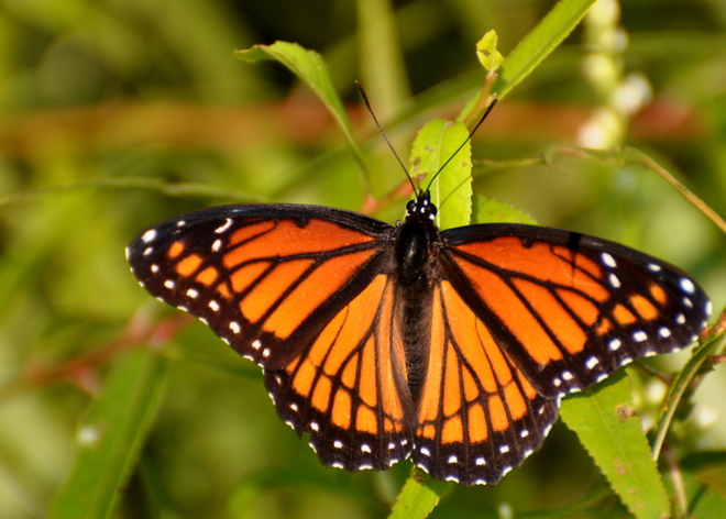 Monarch butterfly