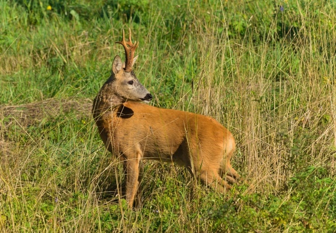 Kozioł