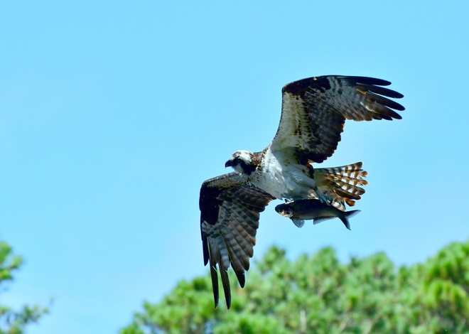 OSPREY / Rybolow zwyczajny