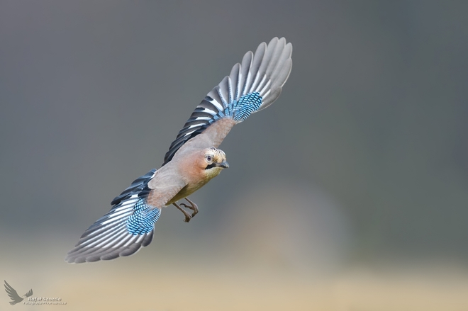 S&oacute;jka, Eurasian Jay (Garrulus glandarius) ... 2019r