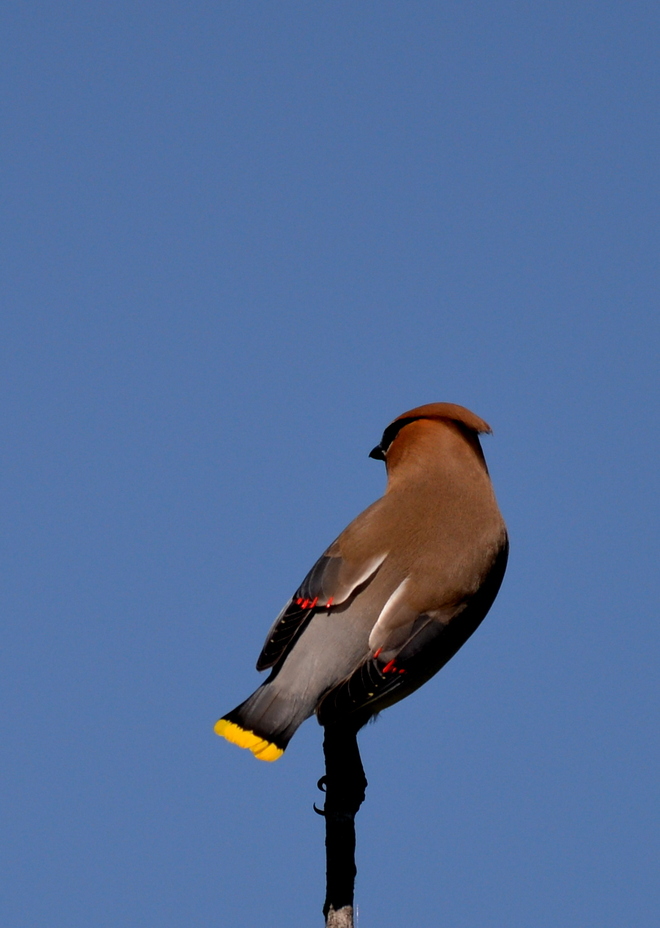 Bohemion Waxwing