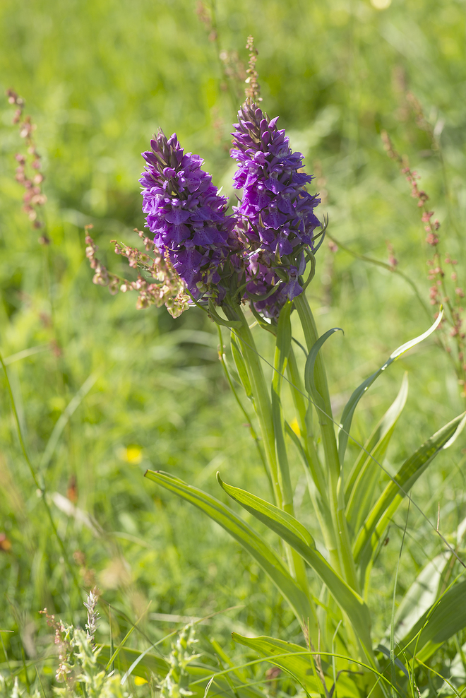 Orchidea na łące