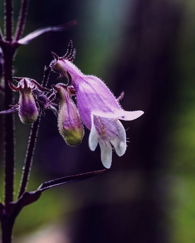 Penstemon &bdquo;Goldfinger&rdquo;