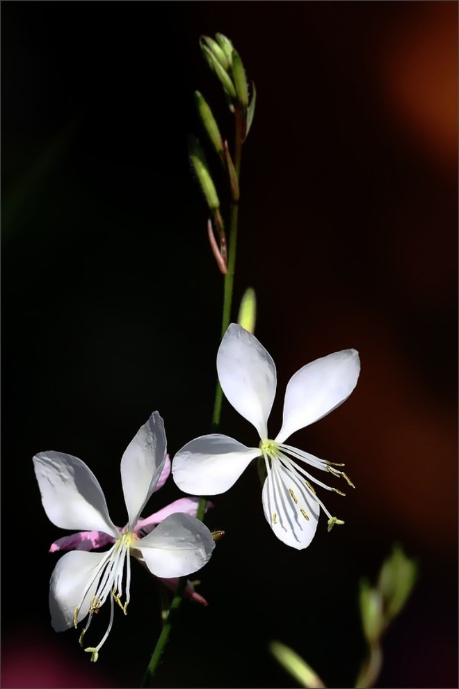 Gaura