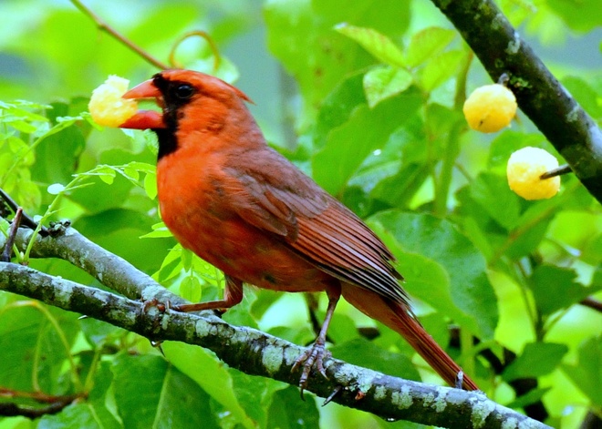 Northern Cardinal - male