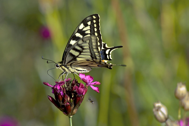 Paź kr&oacute;lowej (Papilio machaon) 