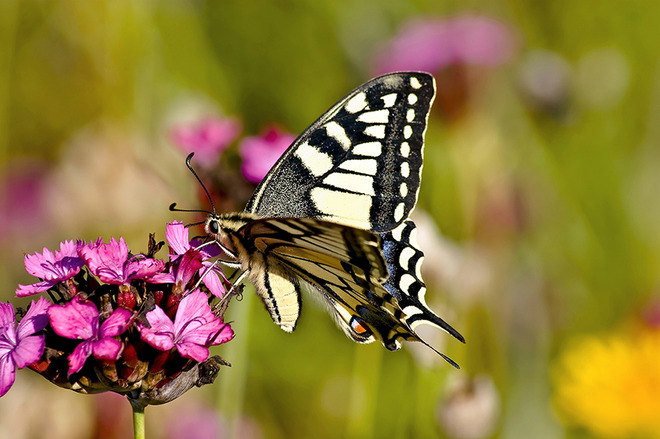 Paź kr&oacute;lowej (Papilio machaon) 