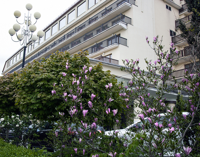 Magnolia i Hotel Gołębiowski