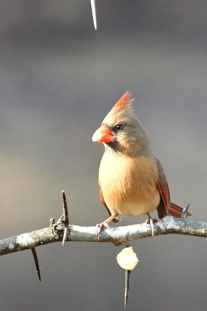 Northern Cardinal  Female