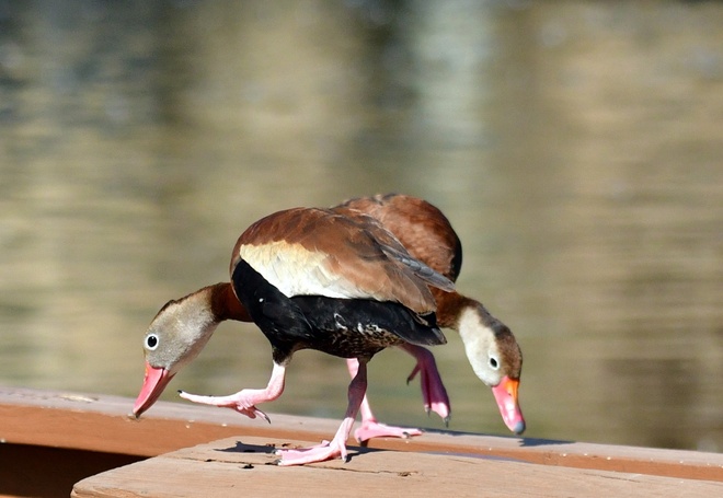 Black-bellied  Whistling-Duck