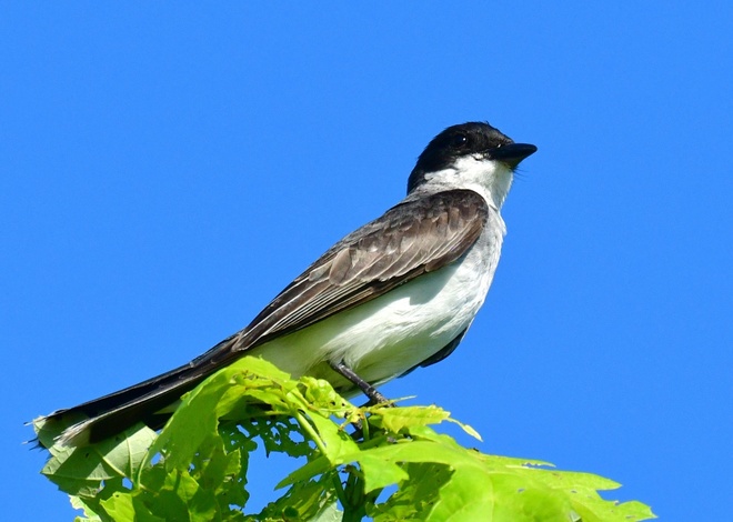 EASTERN KINGBIRD