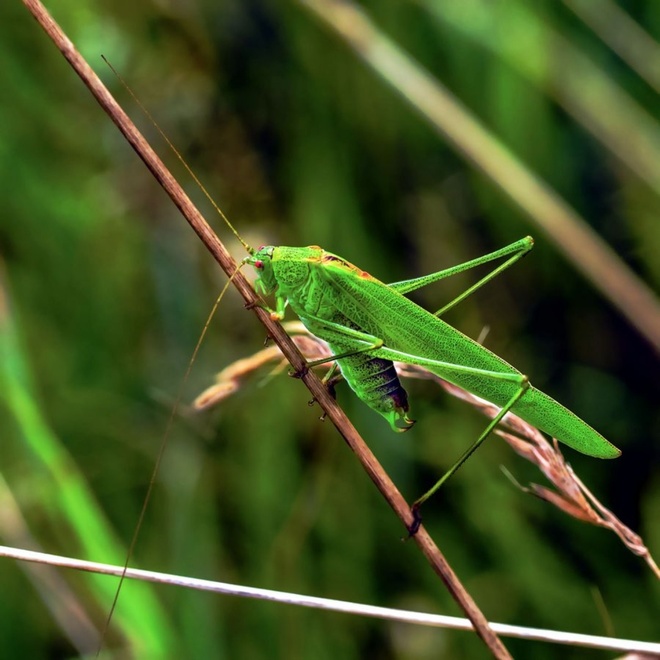 Ochlodes sylvanus