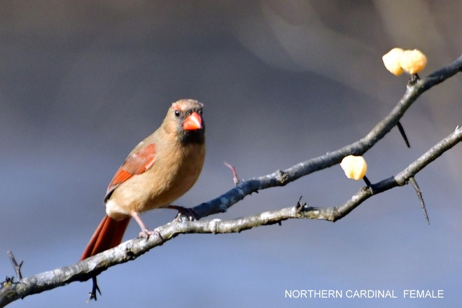 Northern Cardinal  Female