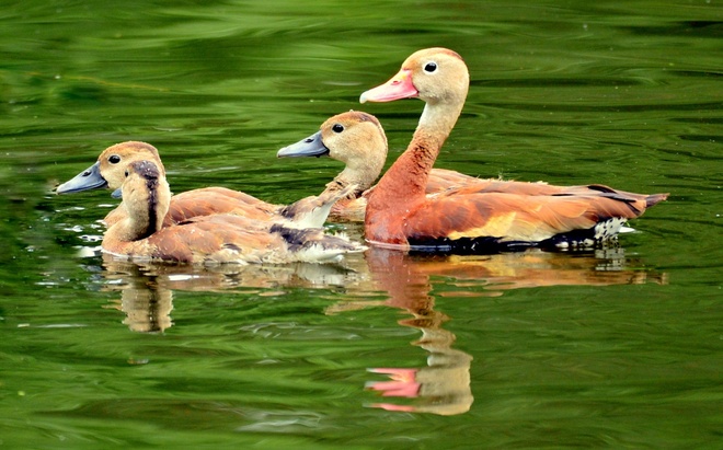 Black-bellied  Whistling-Duck