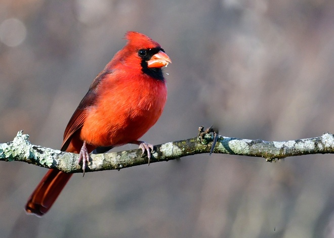 Northern Cardinal  Male