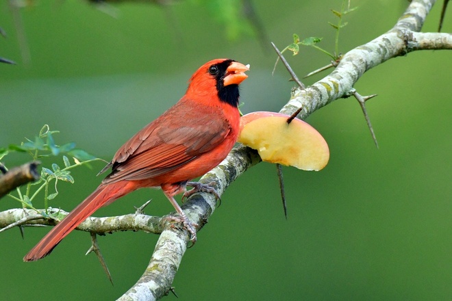 NORTHERN CARDINAL MALE