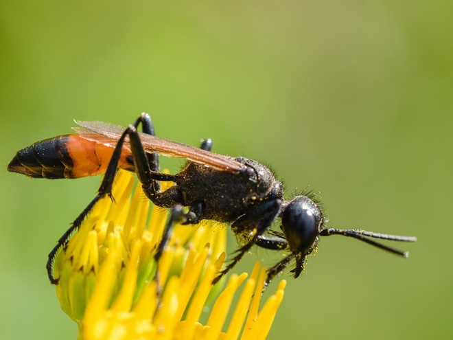 Osa - Priocnemis vulgaris