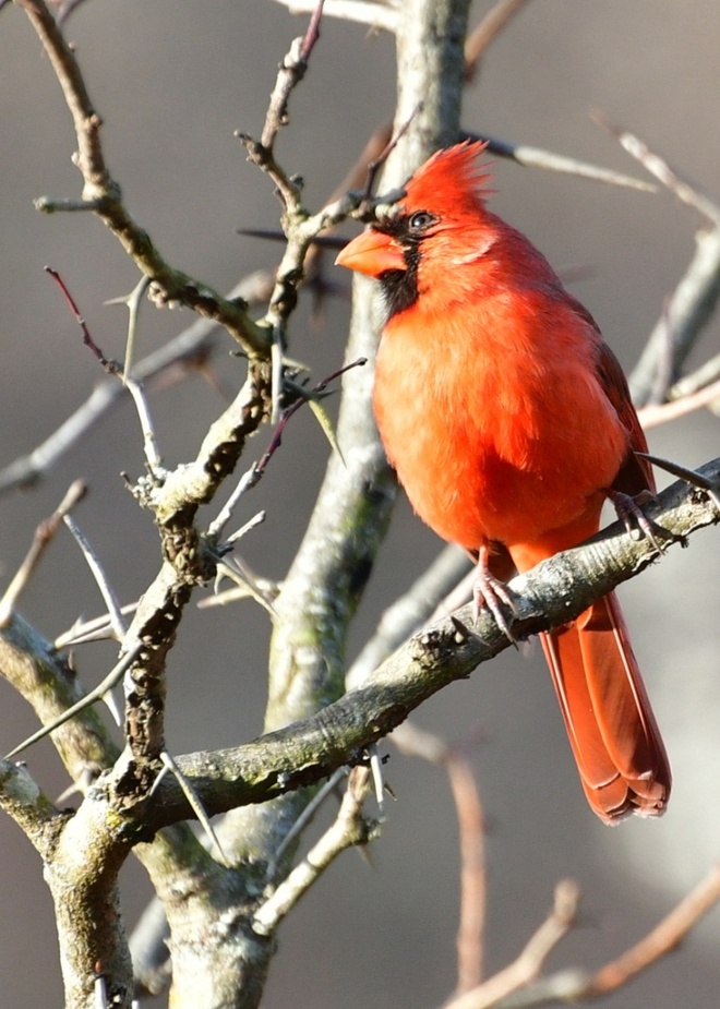 Northern Cardinal  Male