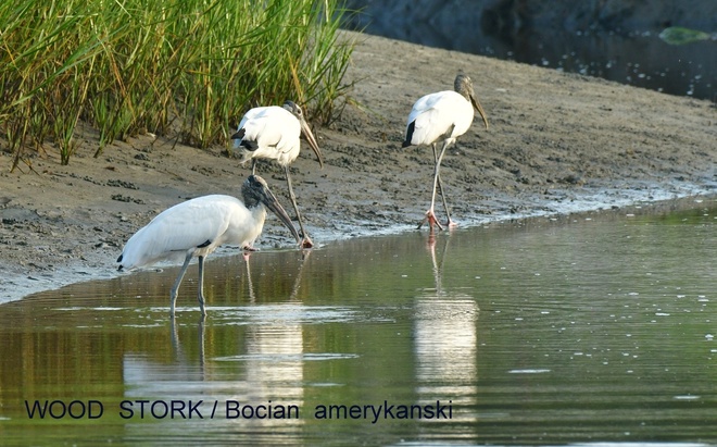 WOOD  STORK  \/ Dławigad amerykanski