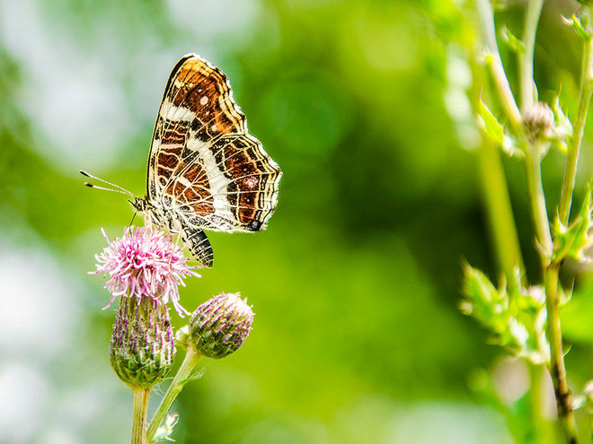 motyl