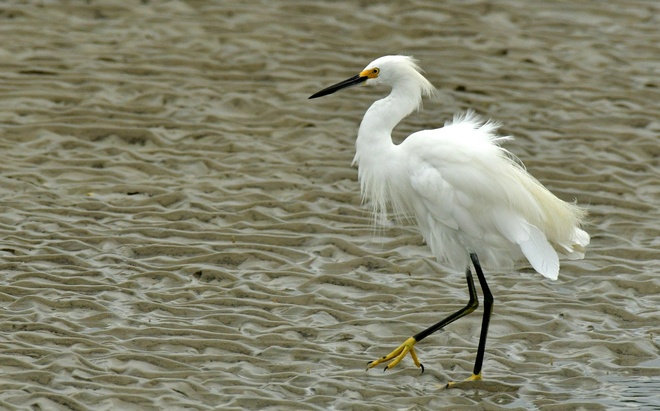 SNOWY  EGRET  / Czapla snieżna