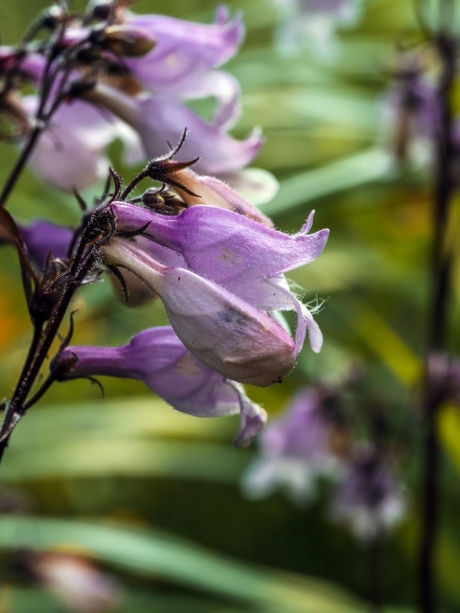 Penstemon naparstnicowy